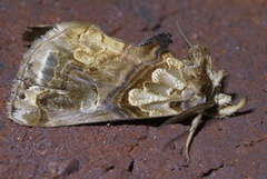 Plusiodonta compressipalpis