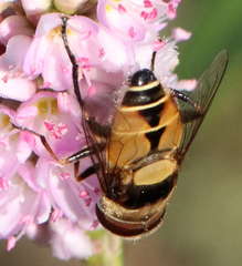 Palpada pusilla