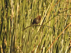 Chrysomus ruficapillus