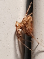 Araneus thaddeus