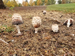 Coprinus comatus