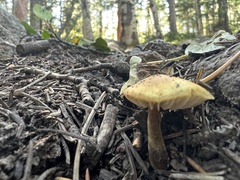 Hygrophorus chrysodon