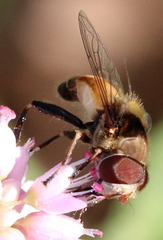 Palpada pusilla