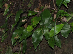 Loxogramme biformis