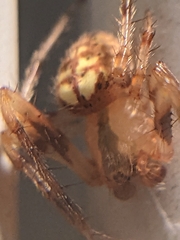 Araneus thaddeus