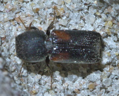 Xylobiops basilaris