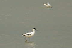 Recurvirostra avosetta