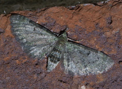 Eupithecia miserulata