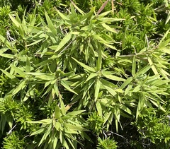 Dichanthelium laxiflorum