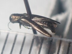 Agrilus