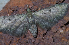 Eupithecia miserulata