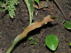 Loxogramme biformis