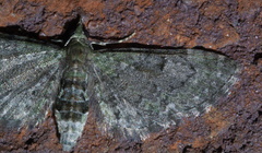 Eupithecia miserulata