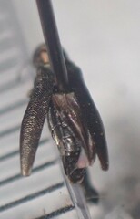 Agrilus