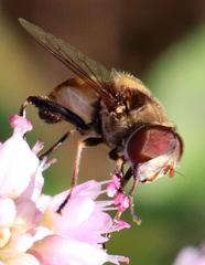 Palpada pusilla