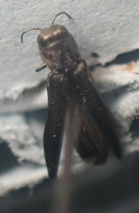 Agrilus