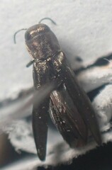Agrilus