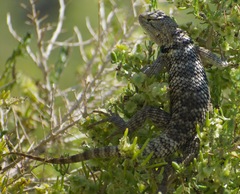 Sceloporus uniformis