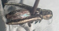 Agrilus