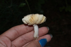 Russula flavisiccans