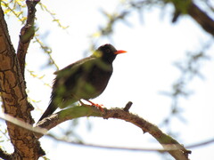 Turdus chiguanco
