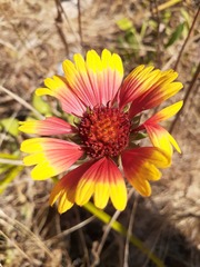 Gaillardia