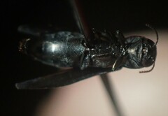 Agrilus