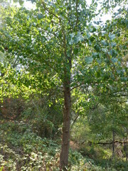 Pyrus