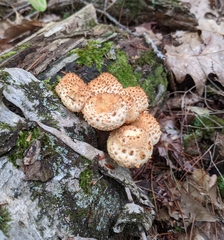 Pholiota squarrosoides
