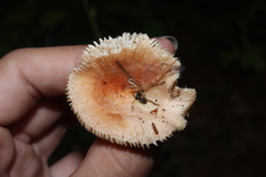 Russula flavisiccans