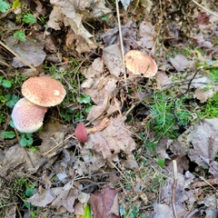Suillus spraguei
