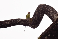 Psittacula longicauda