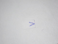 Agrilus