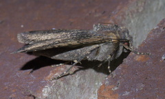 Peridroma saucia