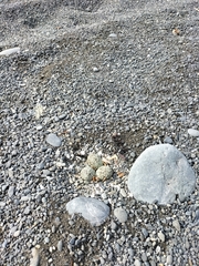 Charadrius bicinctus