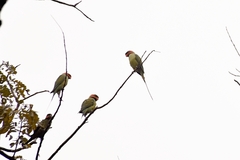 Psittacula longicauda