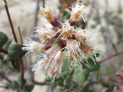 Ageratina calaminthifolia