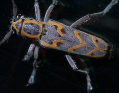 Saperda tridentata