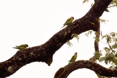 Psittacula longicauda