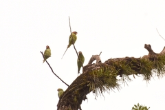 Psittacula longicauda