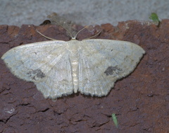 Scopula limboundata