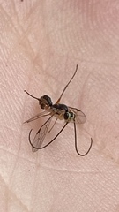Ichneumonoidea