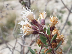 Ageratina calaminthifolia
