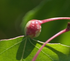 Pemphigus obesinymphae