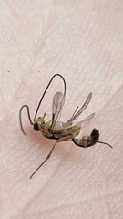 Ichneumonoidea