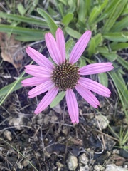 Echinacea tennesseensis