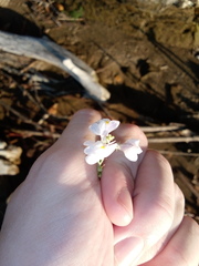 Linaria repens