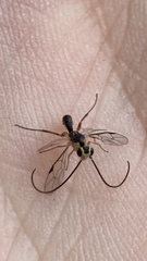 Ichneumonoidea