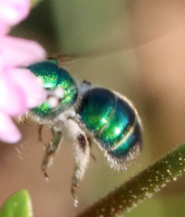 Augochloropsis