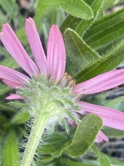 Echinacea tennesseensis